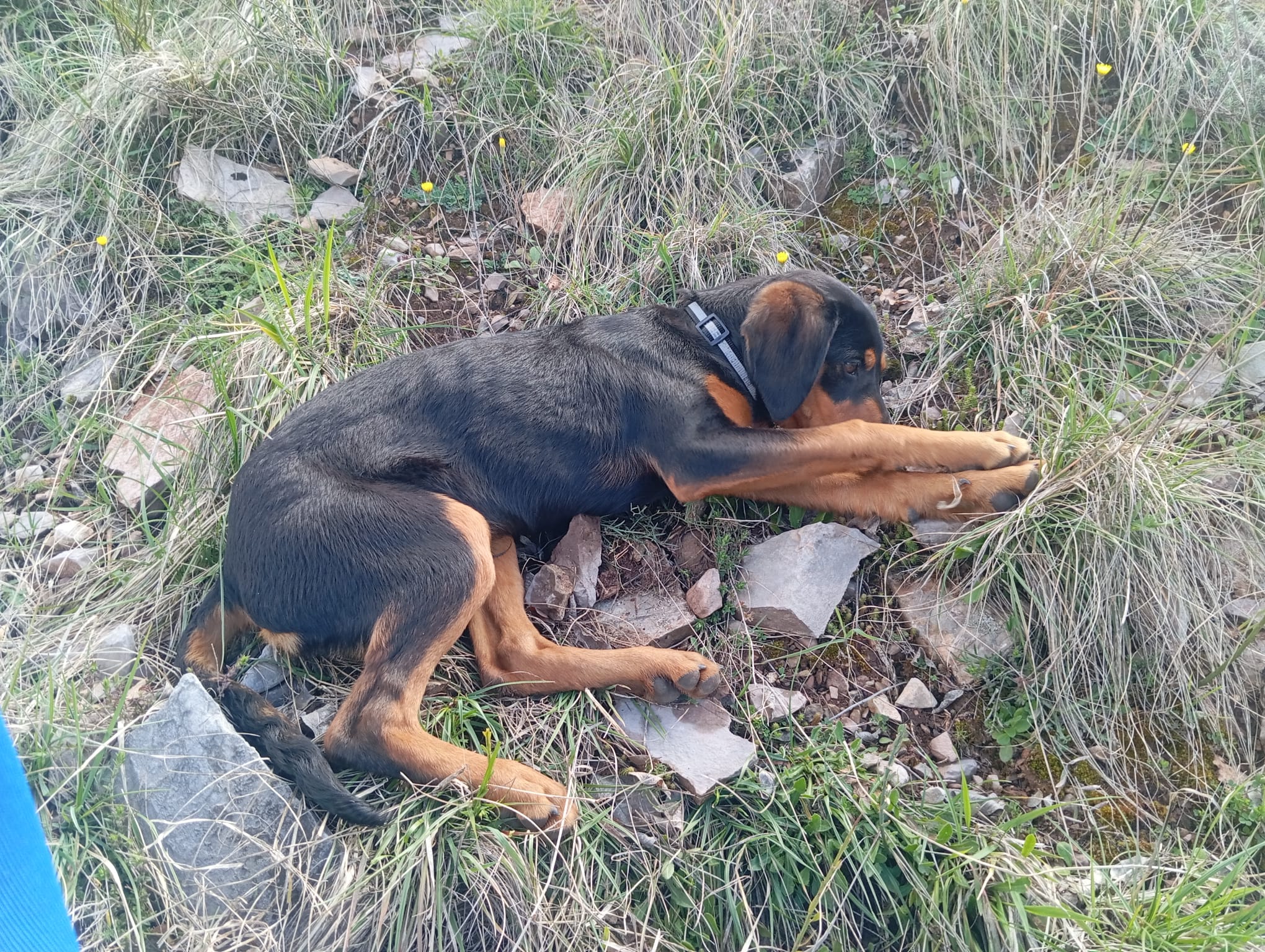 Grifo Nero Valnerino